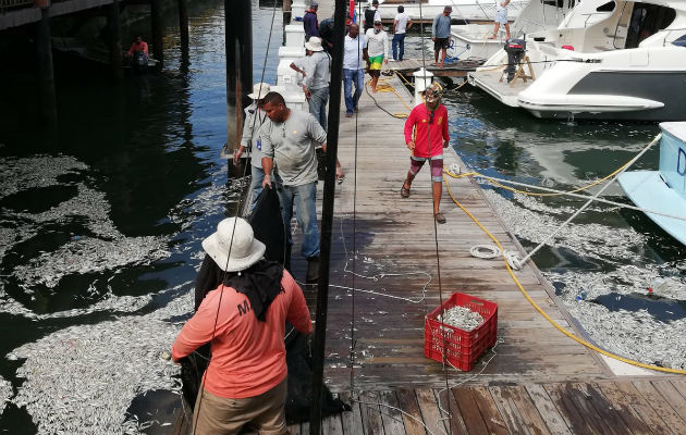 Muelle en  Isla Flamenco en el Causeway de Amador. 