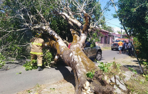 El árbol cayó sobre la parte trasera del vehículo. Foto: Mayra Madrid.