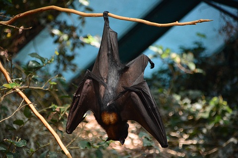 ¿Que el murciélago no es muy bien parecido? ¡Y qué!. El murciélago tiene caracteristicas y habilidades interesantes. Lea el artículo  que el Smithsonian (STRI) publica en su sitio web este mes. Foto: Pixabay.