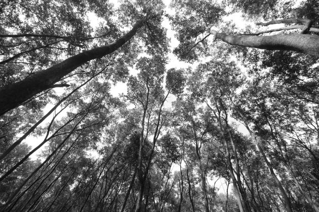 No hay control, no hay autoridad que detenga este terrible mal, la tala indiscriminada de árboles y la destrucción de vida silvestre, lo que traerá sus consecuencias. Foto: Archivo Epasa.