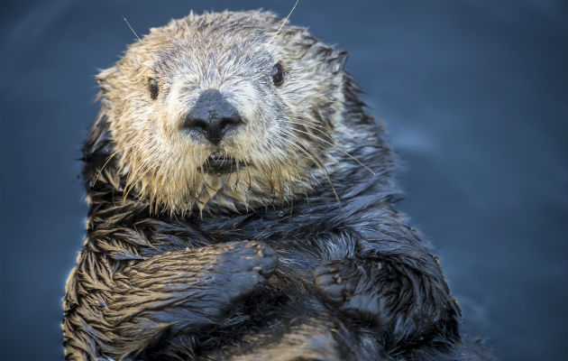 Infección puede llegar a algas favoritas de nutrias. Foto/ Tyson V. Rininger/Monterey Bay Aquarium, vÍa Associated Press.