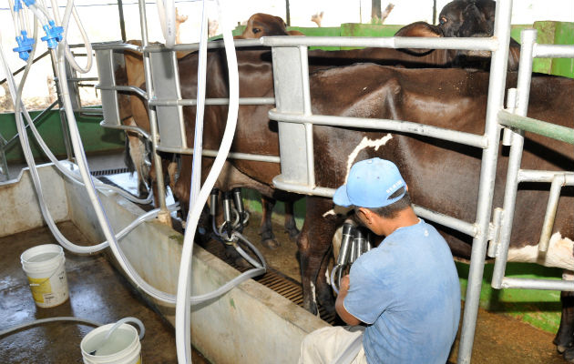 Tratarán de aumentar el consumo de leche en el país.