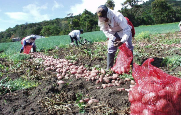 El costo de producción de la papa, por hectárea, en época de verano es de $14,560.94 y en invierno de $12,941.55. Archivo