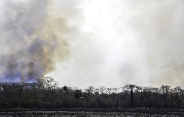 El incendio en la zona del Pantanal ha quemado 37.000 hectáreas de bosques. Foto: EFE.