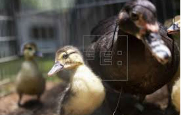 Los patitos fueron llevados a un albergue. Foto: EFE/Ilustrativa