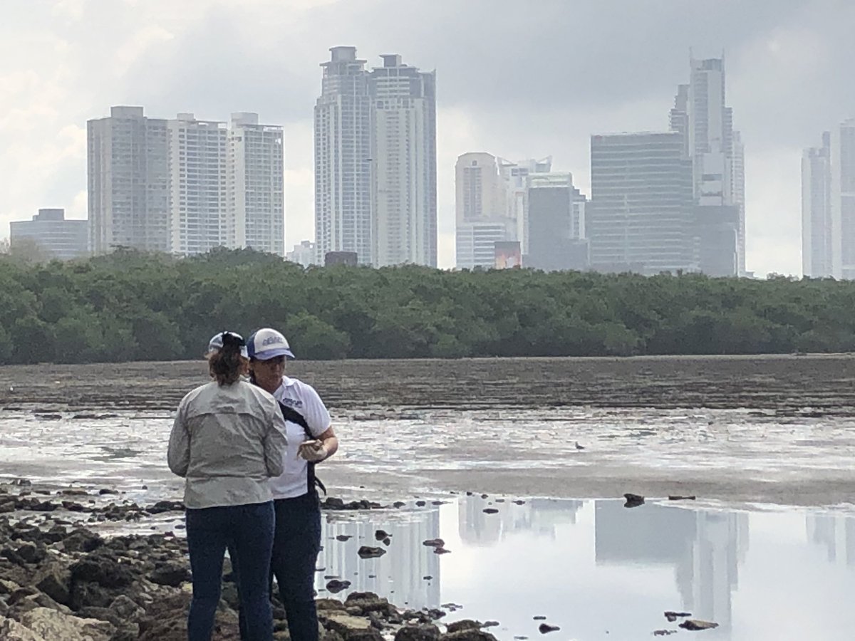 Mortandad de peces en la bahía de Panamá.