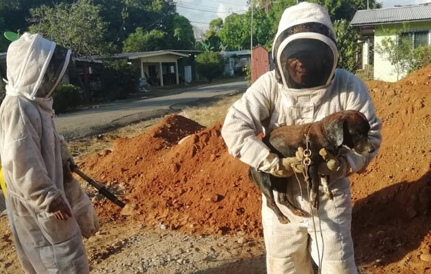 El pobre animal fue atacado por las abejas africanizadas. Foto/José Vasquez