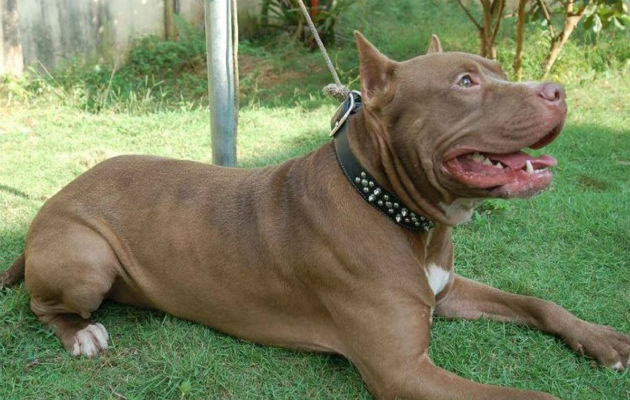  El Pitt Bull Terrier está incluido en la lista de perros 