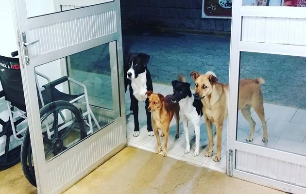 Viral: Cuatro perros esperan a su amo fuera de un hospital en Brasil. Foto: Redes Sociales.