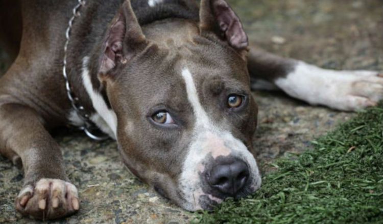 El pitbull terrier es la raza que se toma para  crear el proyecto. Foto: Archivo