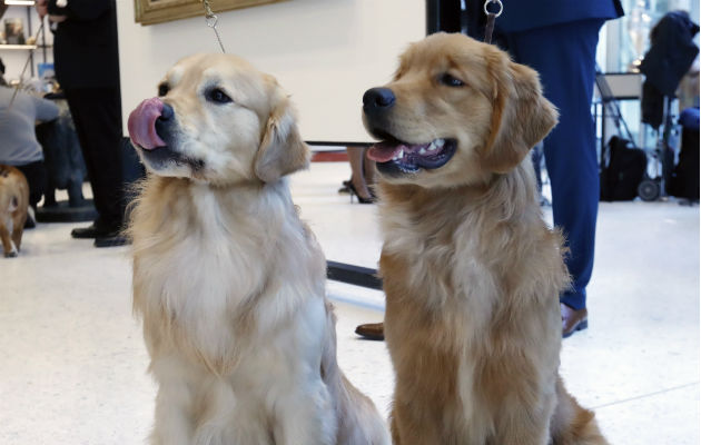 Dos canes posan en el Museo del Perro en Nueva York. Foto: AP. 