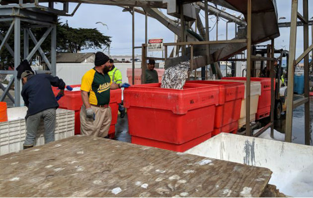 Panamá tiene la marina más grande del mundo. Foto/EFE