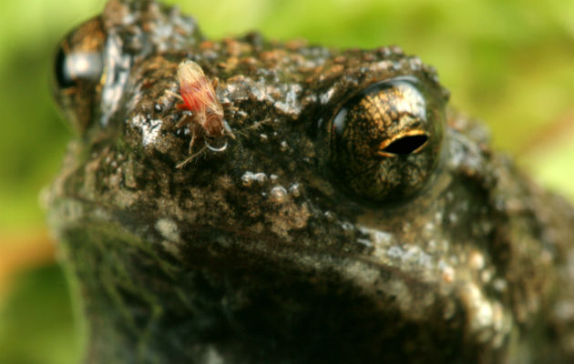 Mosca Corothrella parasitando en una rana macho.  Foto: Alex Baugh.