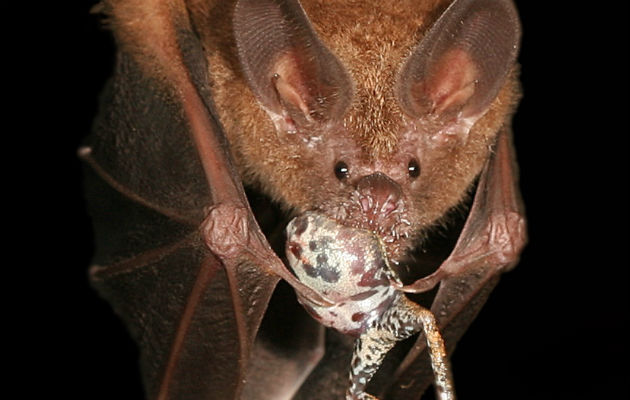 Murciélago de labios de flecos comiendo una rana.  Foto: Alex Baugh.