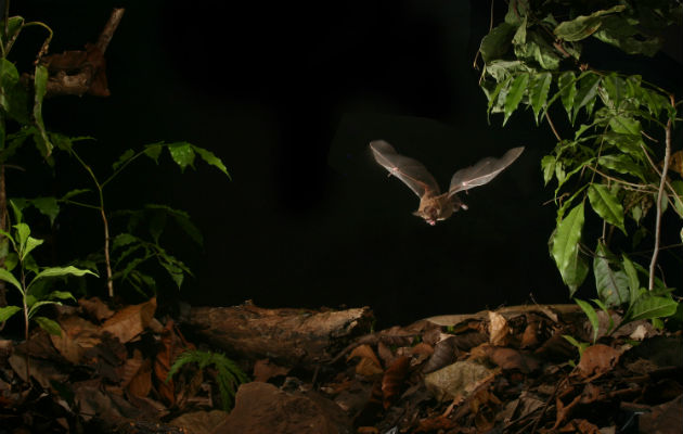 Murciélago de labios de flecos buscando alimento en el suelo del bosque.  Foto: Alex Lang.