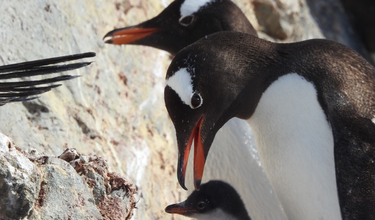 Familia de pingüinos papúas cerca de la base argentina Brown de la Antártida. Foto: Claudia elkopf/Homeward Bound.