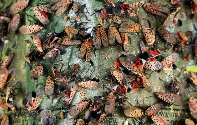 Bichos linterna moteados, especie invasiva de Asia, destruyen cultivos y llenan aceras en Pennsylvania. El Estado ha instado a los residentes a matarlos. Foto/ Daniel Vasta para The New York Times.