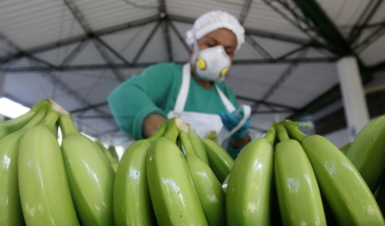 Preocupación ante posibles afectaciones de plantaciones. EFE