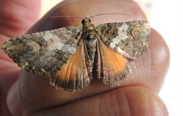 La polilla Hylesia por lo general se mueve de noche, le gusta pegarse a lámparas. Foto: Epasa.