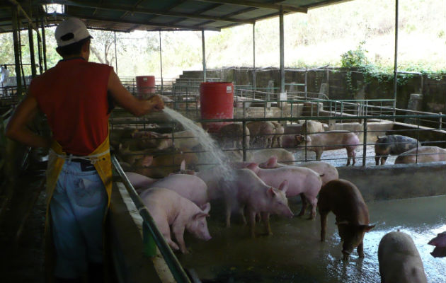 Los productores porcinos piden a las autoridades se les compense a  los dineros perdidos