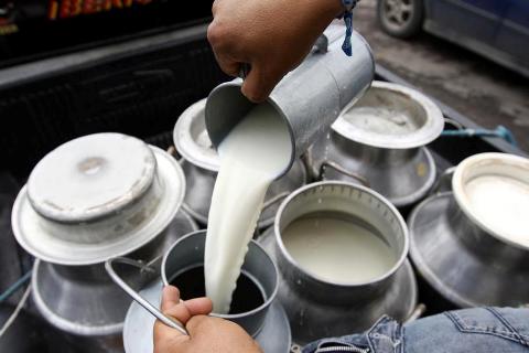 Productores de leche grado C también recibirán su pago. Foto/Archivo