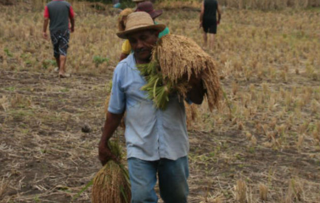 El arroz representa el principal rubro de la canasta básica familiar de los panameños.Foto: Archivo