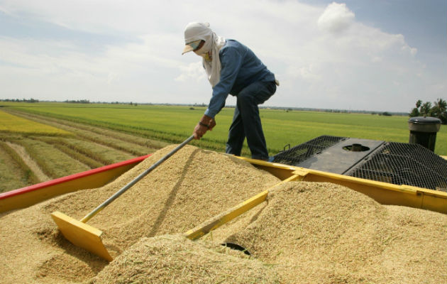 La producción de arroz ha disminuido unas 15 mil hectáreas, de acuerdo con los productores.