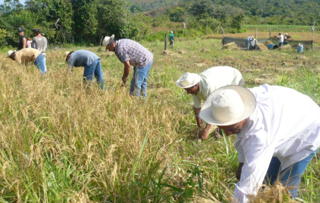 Observan con suma preocupación que se vaya en contra del sector agropecuario