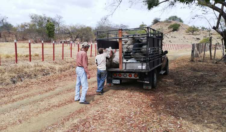 El alimento comienza a escasear en las fincas de la región ante la dura sequía que ha imperado en estos meses. Foto de Thays Domínguez