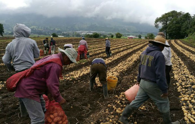 Los productores revaluarán sus acciones programadas. Foto/Archivo