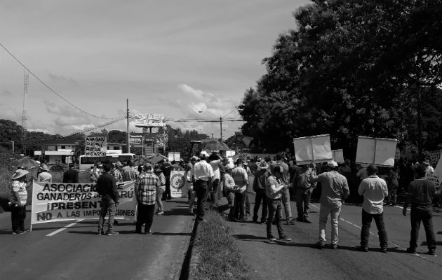 El productor nacional tendrá que soportar cada vez más competencia externa. Foto: Epasa.