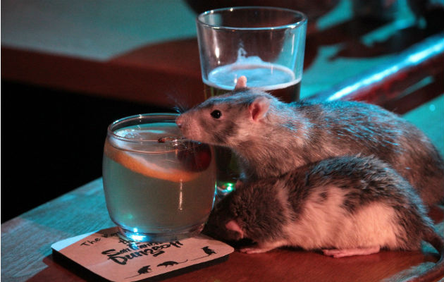 Ratas alrededor de unos vasos en La Mazmorra de San Francisco. Foto: EFE.