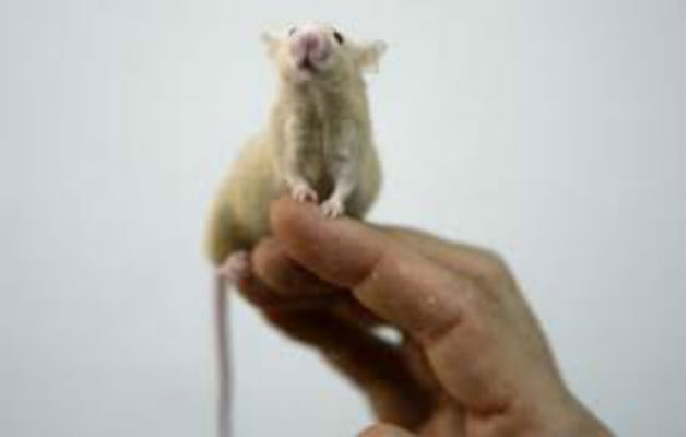 El pequeño roedor causó pánico entre los presentes en la oficina. Foto: EFE/Ilustrativa. 