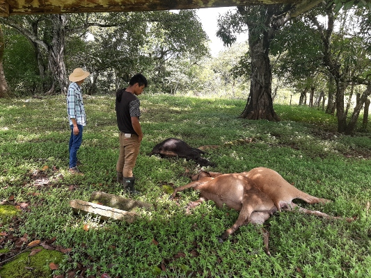 El productor Juan José Castillo, perdió 14 sementales de cría conocidos como bigmaster de alta genética luego que un rayo los fulminara debajo de un árbol. Foto/Melquiades Vásques