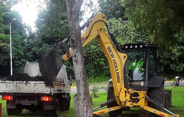 Evalúa posibles proyectos de reforestación cuya ejecución se vería reflejada a largo plazo en las áreas revertidas.