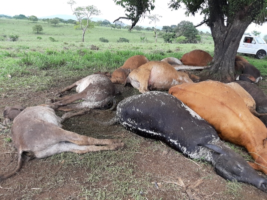 Los productores perdieron dos toros que tienen un costo aproximado de $5,000.00 cada uno. Foto/Melquiades Vásquez