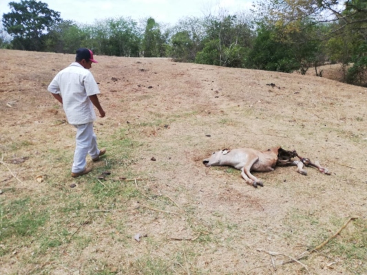 Los productores enfrentan pérdida de reses y terneros, los cuales en ocasiones han sido envenenados, ocasionando pérdidas económicas. Foto/Thays Domínguez