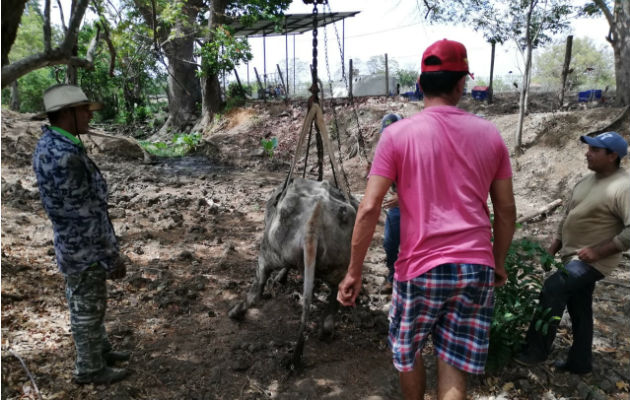  Gran cantidad de reses se debilitan y mueren al tratar de buscar agua para tomar. Foto: Thays Domínguez.