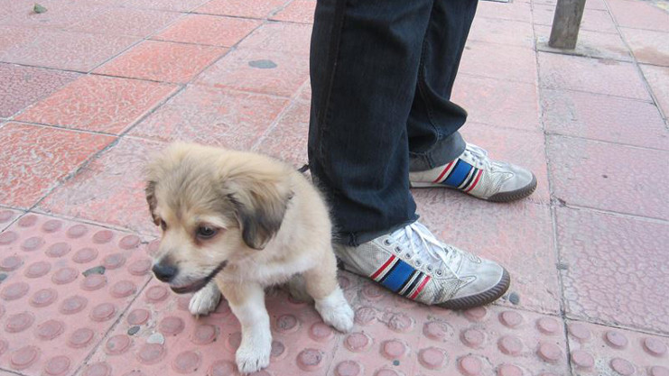 Temor en Tocumen por ataques de una banda de roba mascotas. Foto: Panamá América.