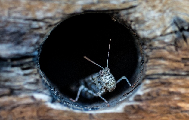 A los saltamontes se les han sumado en días recientes las chinches, que son más comunes en el sur de Nevada, según dijo Trent English, de la firma de control de plagas Trule Nolen Pest Control al canal de televisión KTNV. FOTO/AP