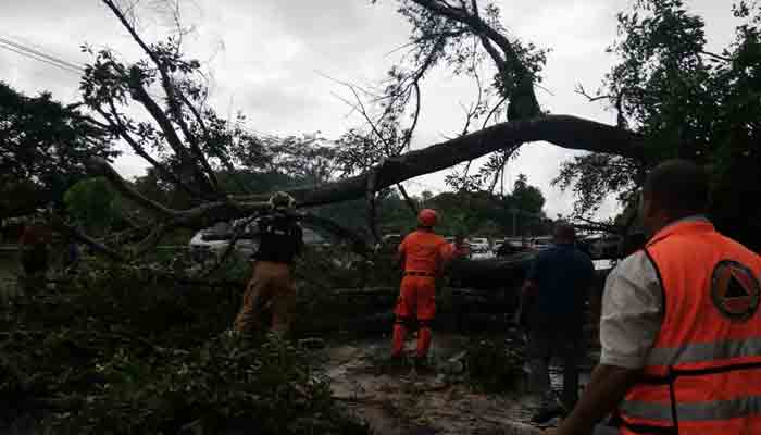 Miembros del Sistema Nacional de Protección Civil, remueven el árbol que colapsó en los cuatro paños de la vía Interamericana. Foto/Sinaproc