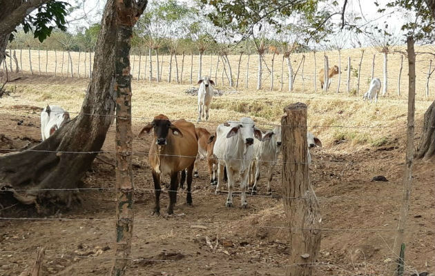  Buscan aunar esfuerzos y recursos ante la amenaza de una fuerte sequía para el próximo verano