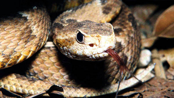 Las autoridades en Pennsylvania investigan el hallazgo de dos serpientes venenosas que llegaron muertas. 