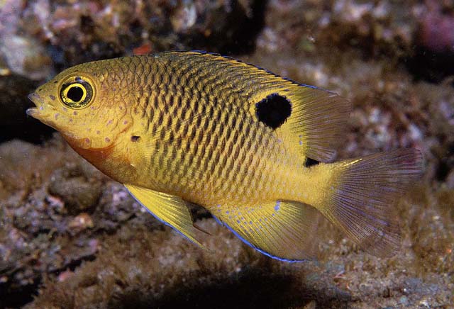 Stegastes redemptus. Foto: Cortesía Ross Robertson, científico del Smithsonian en Panamá.