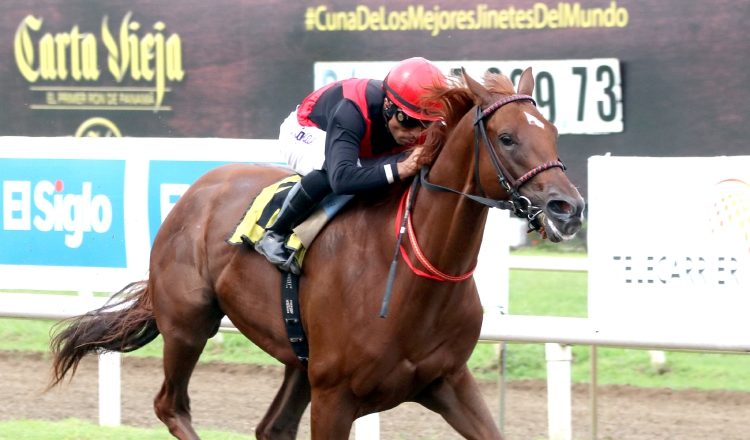 Capocostello cargará 120 lb. /Foto David Beitía