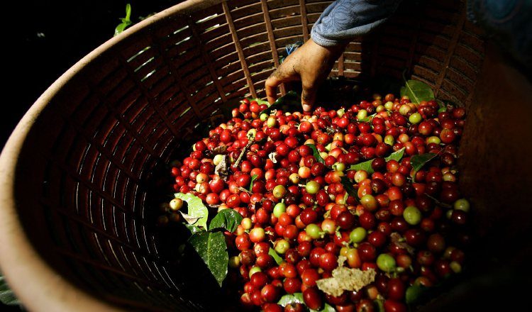 El café es uno de los principales productos agrícolas de Costa Rica. EFE