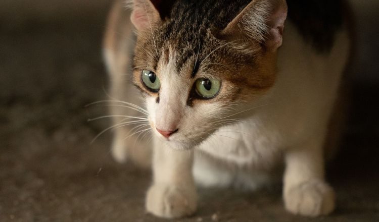 Algunos síntomas de la enfermedad de arañazo de gato son hinchazón y posible fiebre.  Pixabay