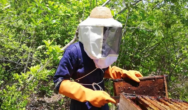 Noriel Tello cumple varios objetivos con "Beehouse". Como apicultor más que solo emprender, vela por la supervivencia de las abejas. Foto: Cortesía.