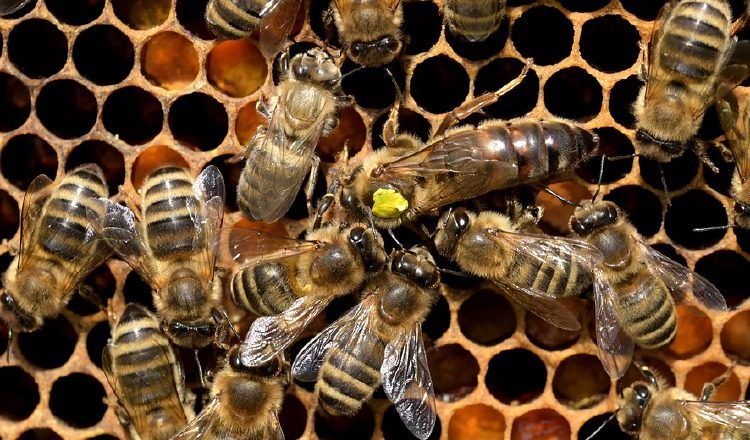 Uno de los proyectos va enfocado en las abejas.
