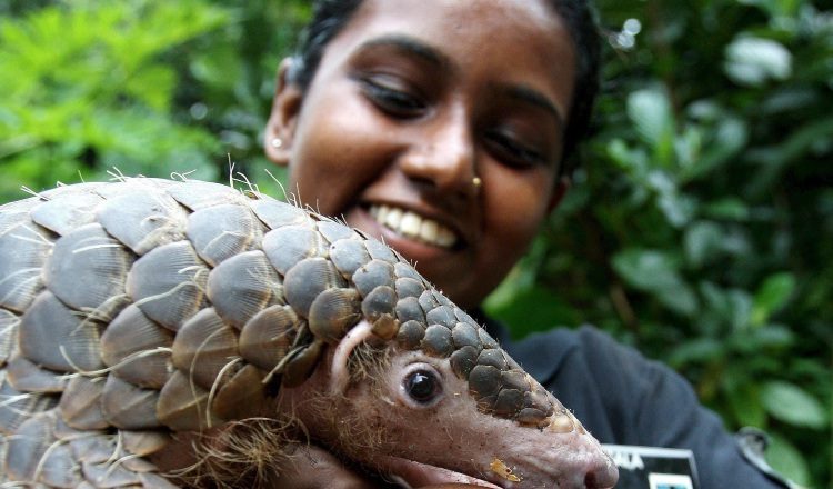 El pangolín "Garfio" con su cuidadora Suman en el zoológico de Singapur. EFE